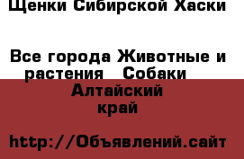 Щенки Сибирской Хаски - Все города Животные и растения » Собаки   . Алтайский край